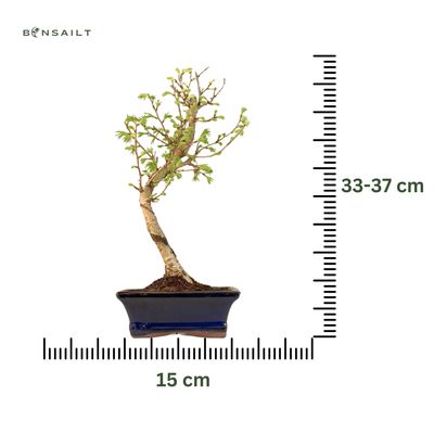 Pseudolarix Bonsai (Auksinis maumedis) P15
