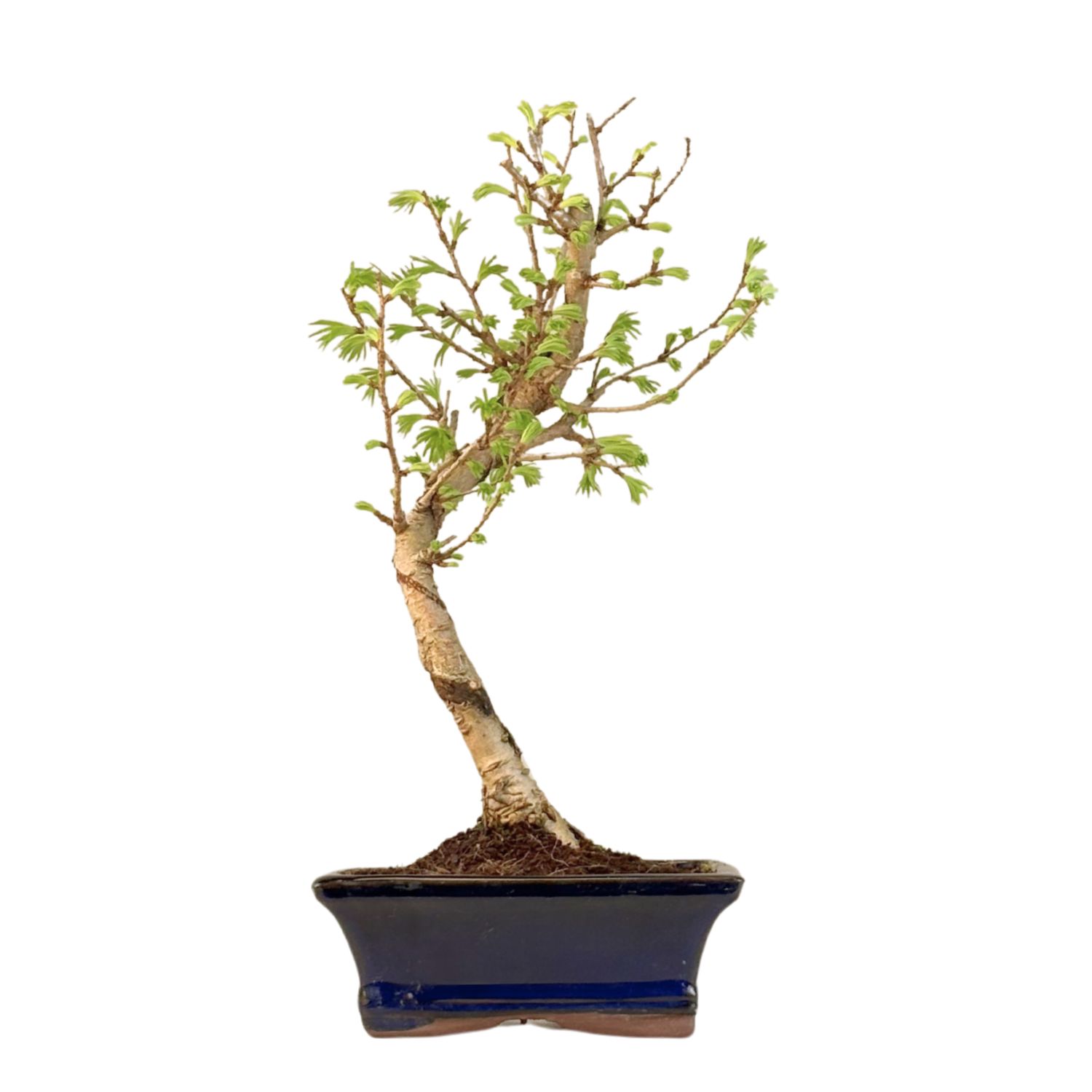 Pseudolarix Bonsai (Auksinis maumedis) P15