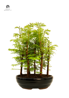 Metasequoia bonsai forest P18