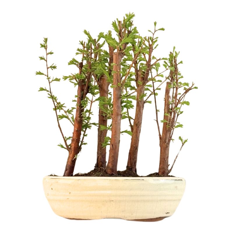 Metasequoia bonsai forest P18