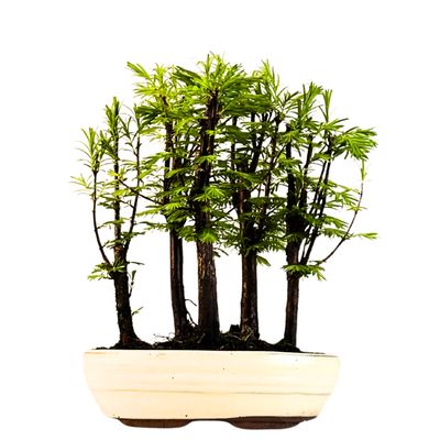 Metasequoia bonsai forest P18