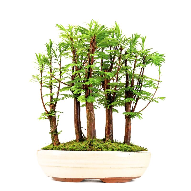 Metasequoia bonsai forest P18