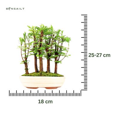 Metasequoia bonsai forest P18