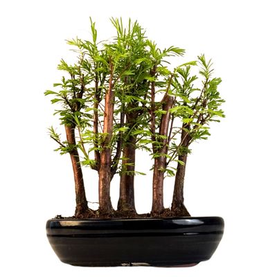 Metasequoia bonsai forest P22
