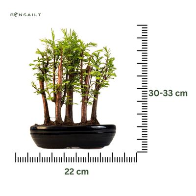 Metasequoia bonsai forest P22