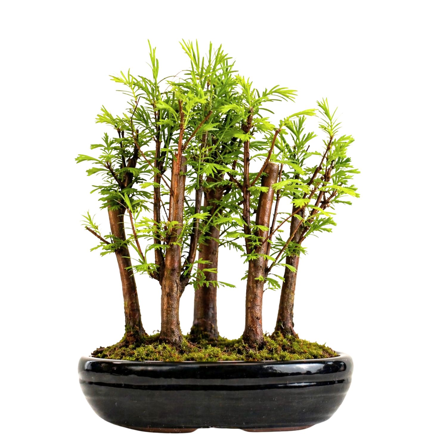Metasequoia bonsai forest P22