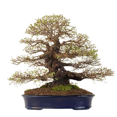 Japoniška Guoba (Cork bark Ulmus Parvifolija) 🇯🇵 P40