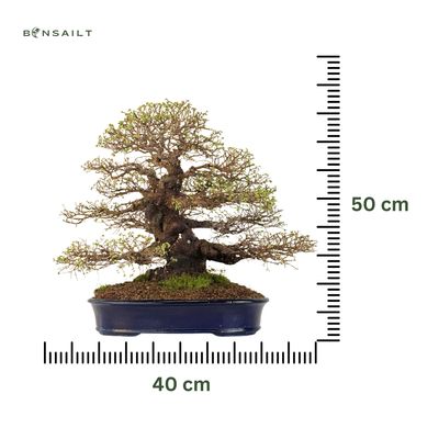 Japoniška Guoba (Cork bark Ulmus Parvifolija) 🇯🇵 P40
