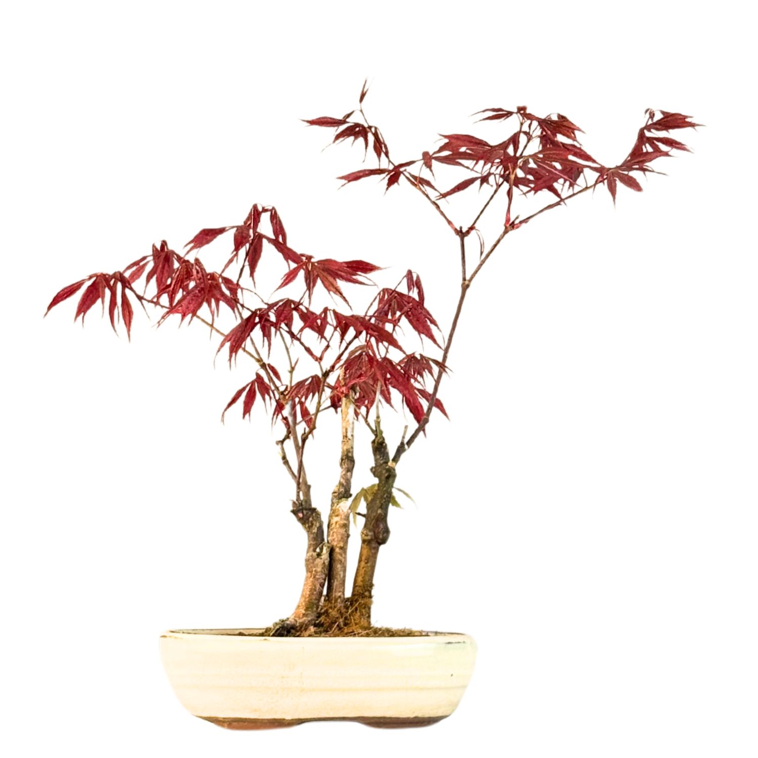 Japoniškas Acer Deshojo Bonsas  (Japoniškas klevukas) neskiepytas P17