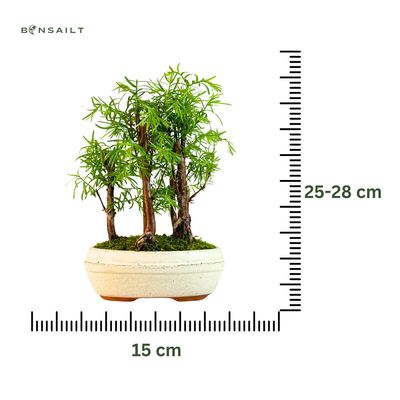 Metasequoia bonsai forest P15