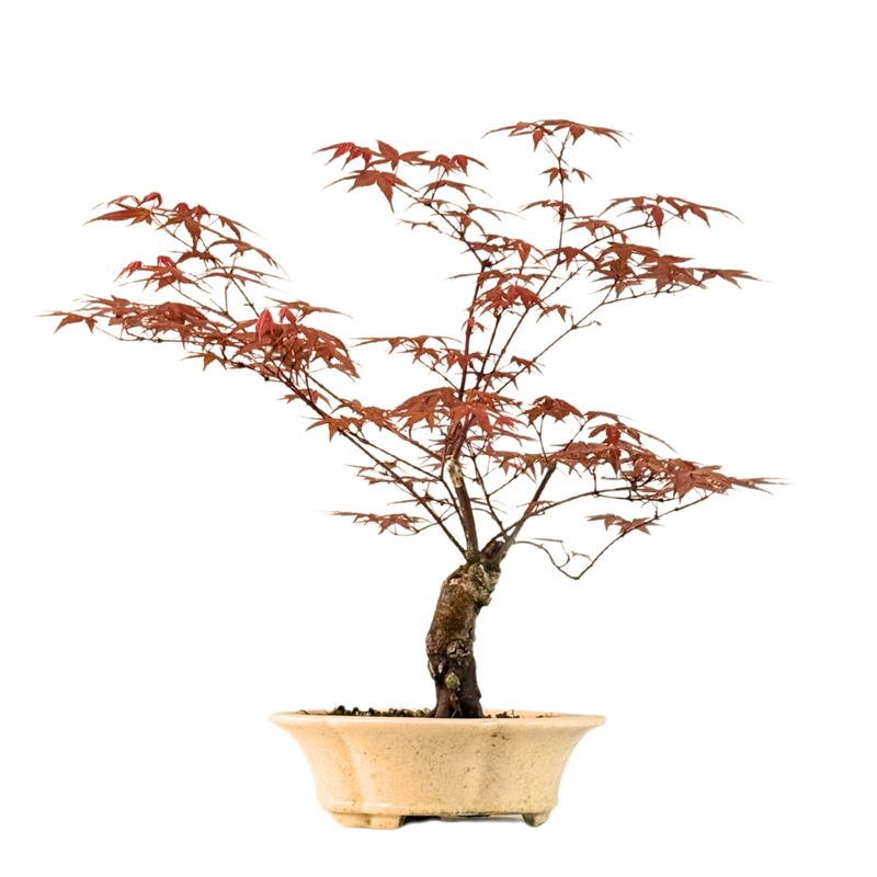 Japoniškas Acer Deshojo Bonsas  (Japoniškas klevukas) neskiepytas P21