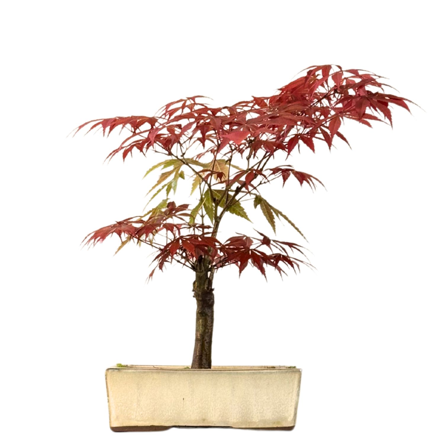 Japoniškas Acer Deshojo Bonsas  (Japoniškas klevukas) neskiepytas P20