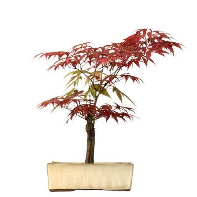 Japoniškas Acer Deshojo Bonsas  (Japoniškas klevukas) neskiepytas P20