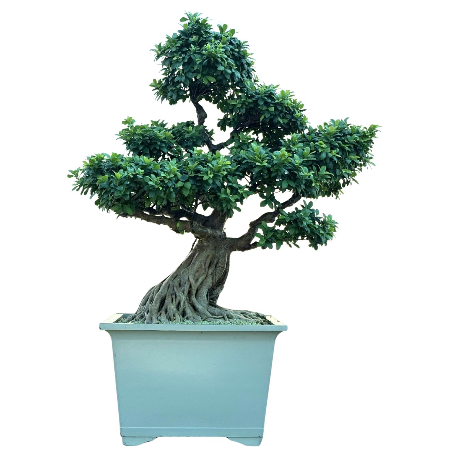 Ficus kambarinis Bonsai P80 XXL