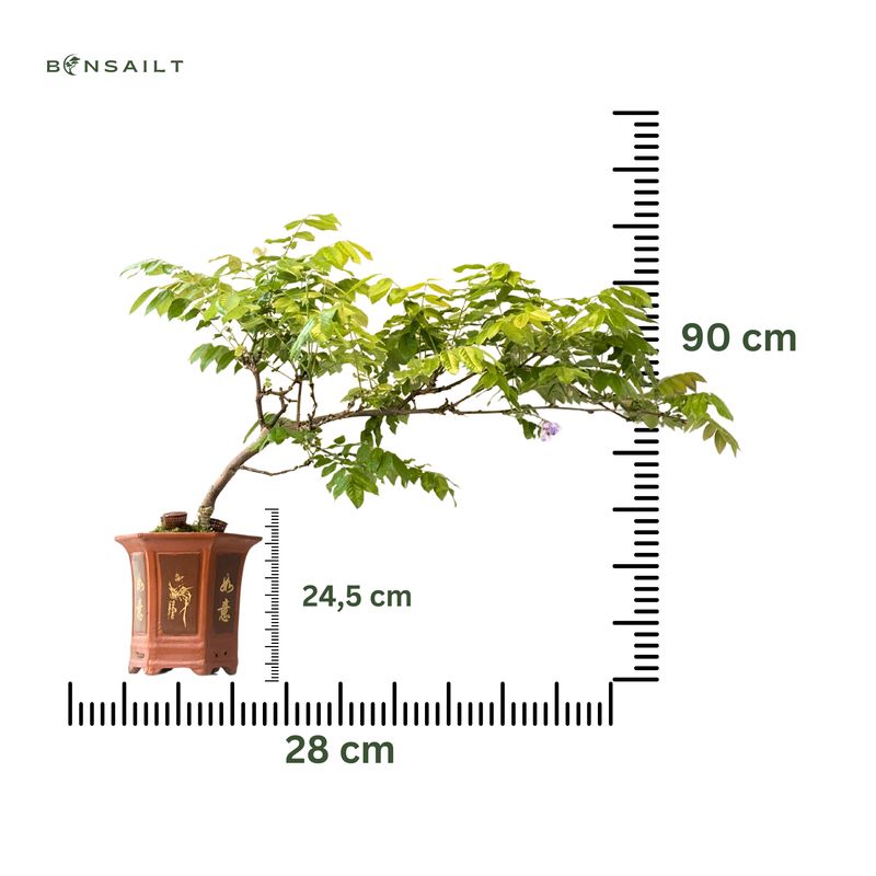 Kaskadinė Japoniška Visterija Floribunda (Wisteria Floribunda) P28