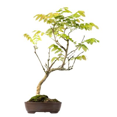 Japoniška Visterija Floribunda (Wisteria Floribunda) P25