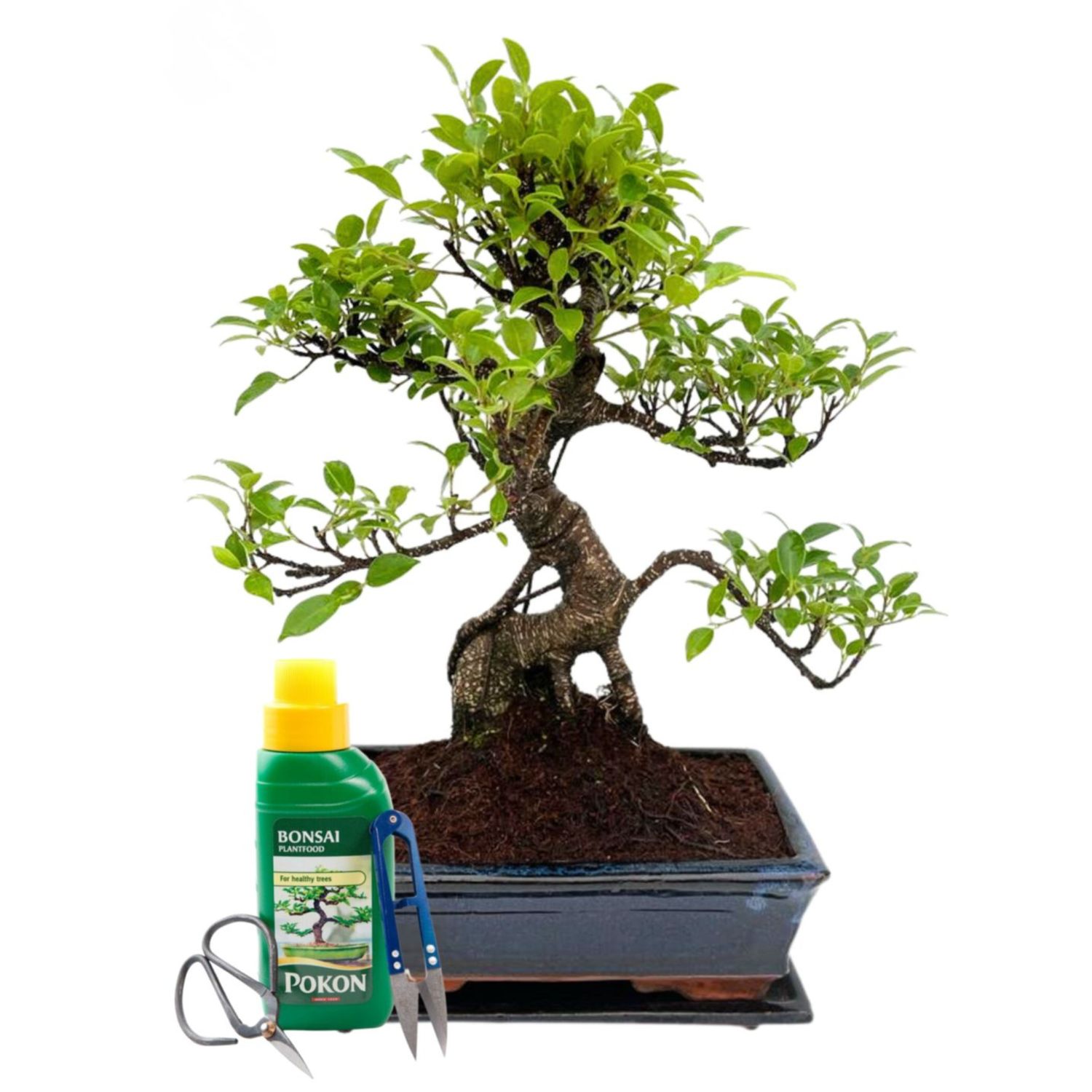 Ficus Bonsai P25 Pilnas medelio komplektas