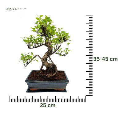 Ficus Bonsai P25 Pilnas medelio komplektas