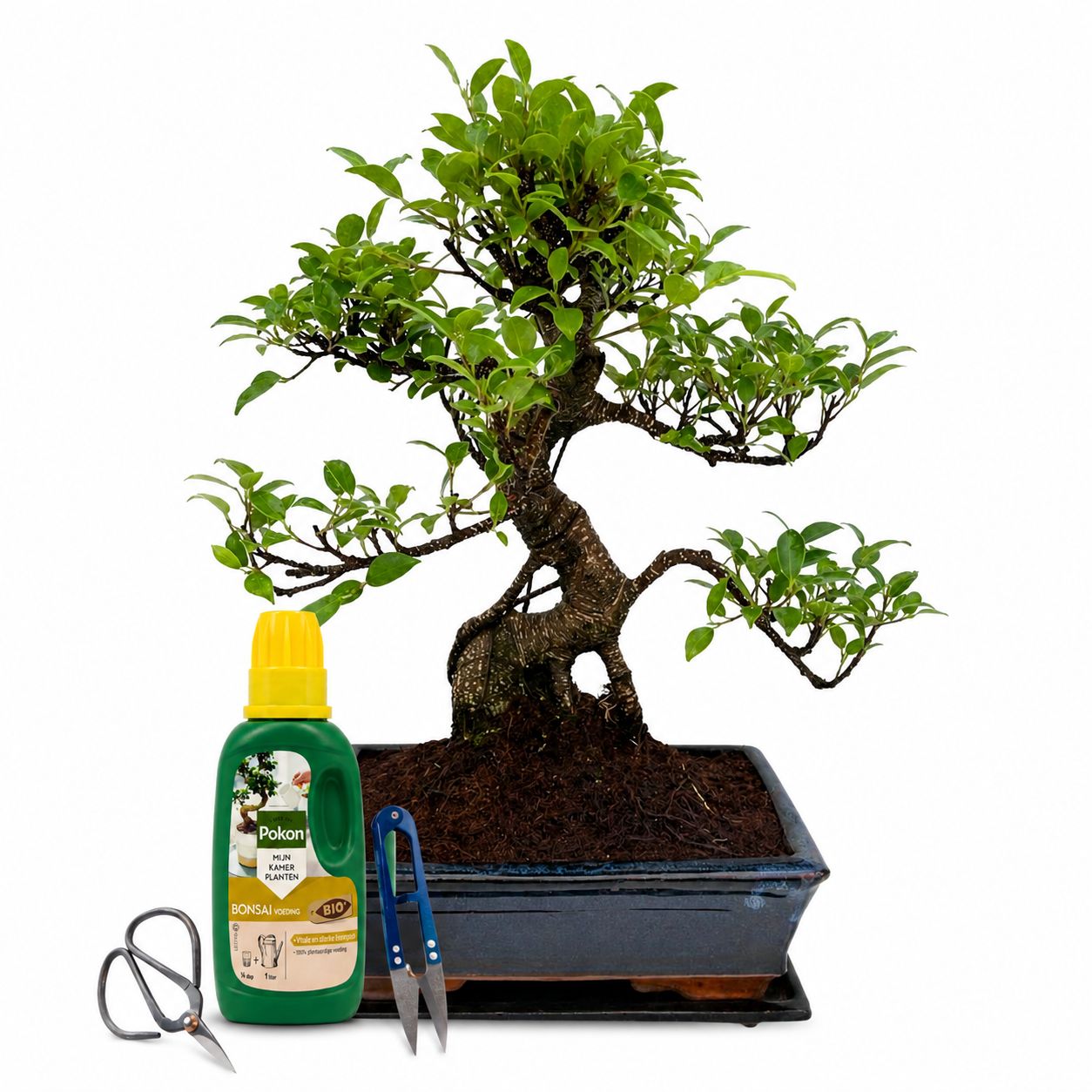 Ficus Bonsai P25 Pilnas medelio komplektas