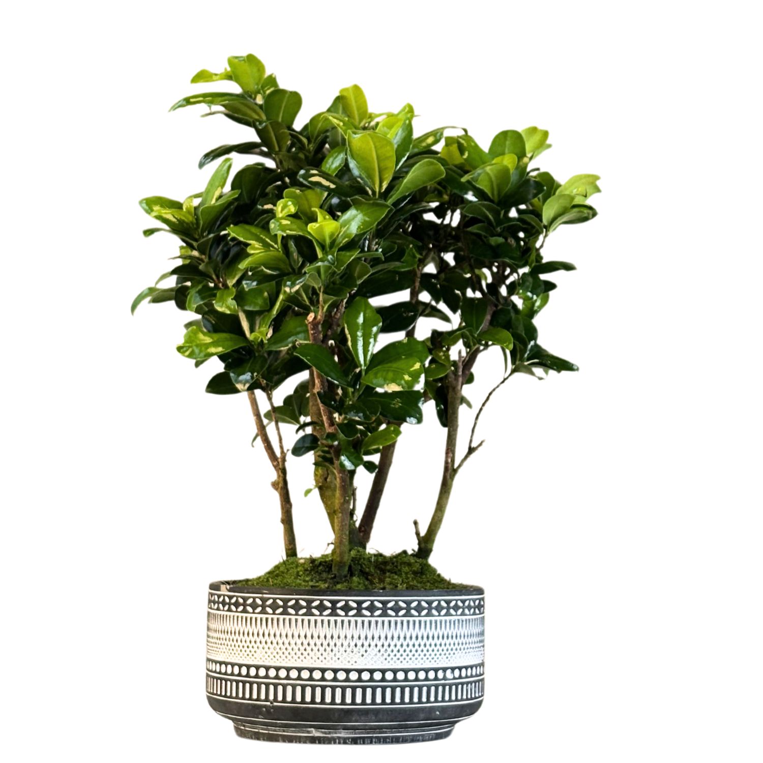 Ficus Bonsai S formos x6 P18