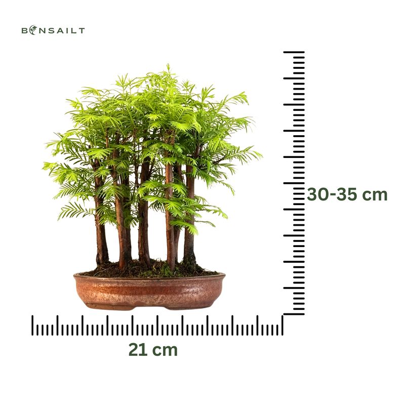Metasequoia bonsai miškas P21 MM21