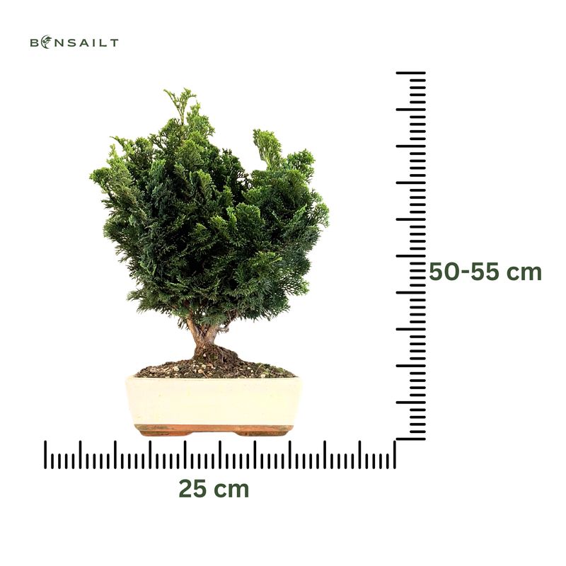 Hinoki Chamaecyparis bonsai medelis P25