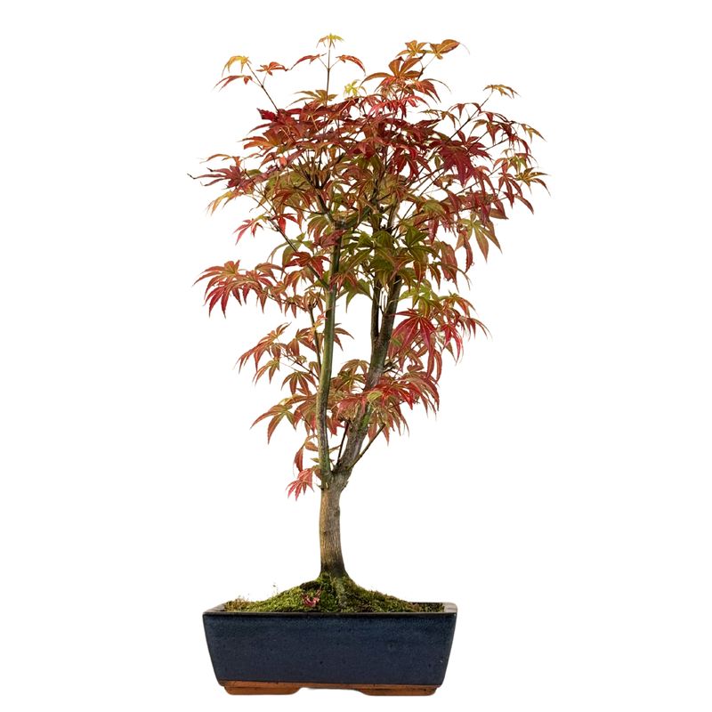 Klevas Acer palmatum ,,Atropurpureum’' P25