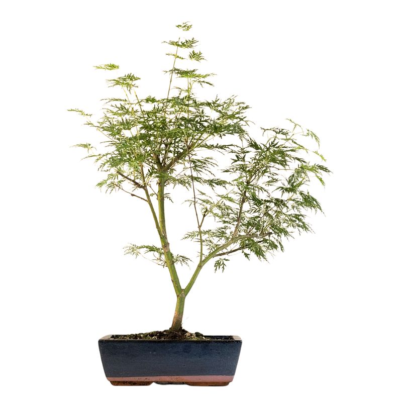 Klevas Acer palmatum ,,Emerald Glace'' P25