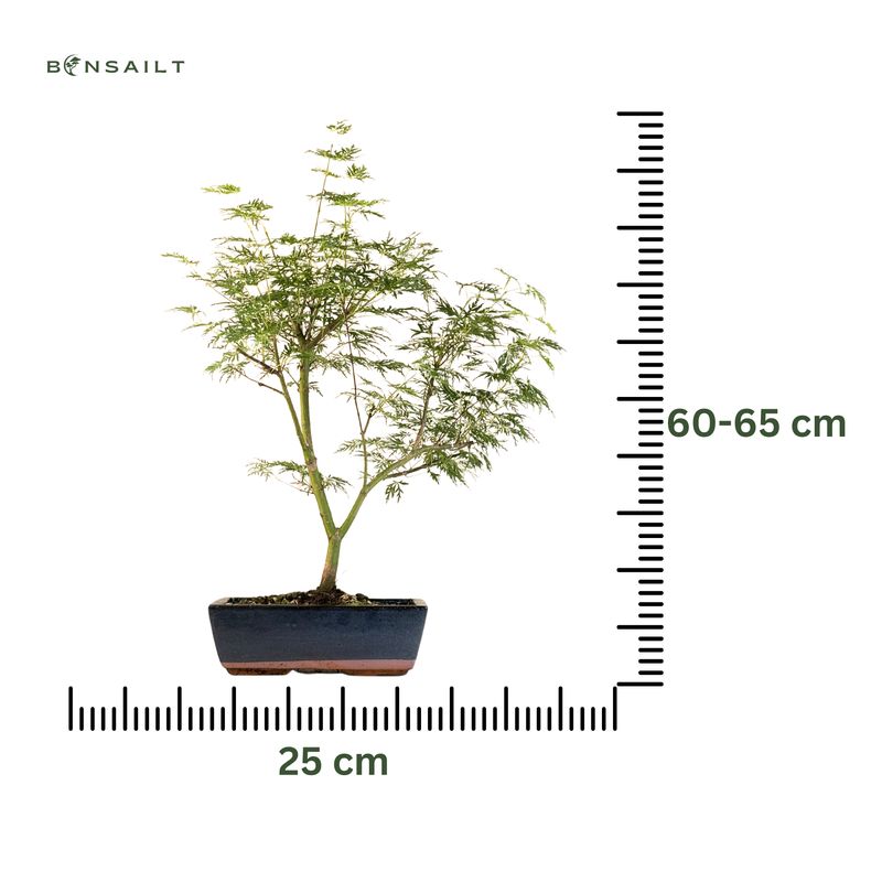 Klevas Acer palmatum ,,Emerald Glace'' P25