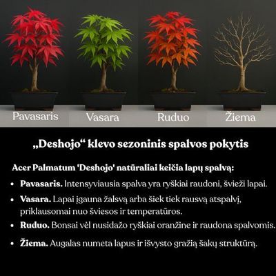 Klevas Acer palmatum ,,Emerald Glace'' P25