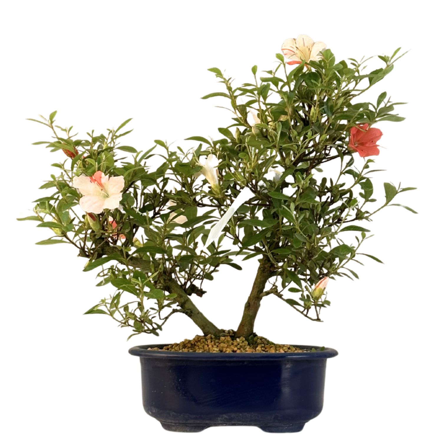Žydintis Satsuki azalijos bonsai iš Japonijos P18 ,,Matsunami'' 2x AZP18-08