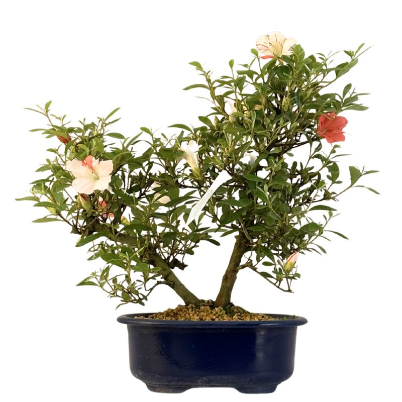 Žydintis Satsuki azalijos bonsai iš Japonijos P18 ,,Matsunami'' 2x AZP18-08