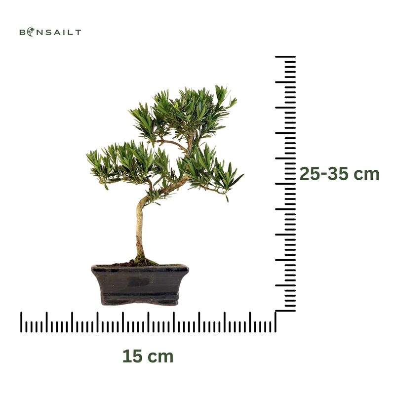 Podocarpus P15 S