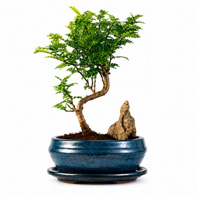 Kininis pipirmedis (Xanthoxylum piperitum) bonsai P15 S ant uolos