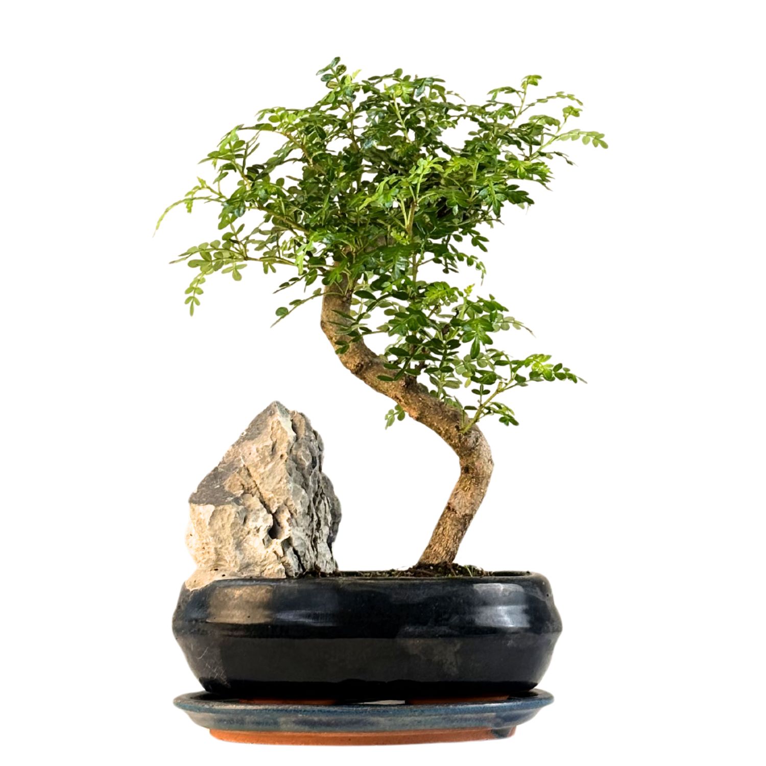 Kininis pipirmedis (Xanthoxylum piperitum) bonsai P20 S ant uolos