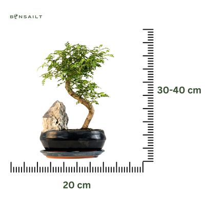 Kininis pipirmedis (Xanthoxylum piperitum) bonsai P20 S ant uolos