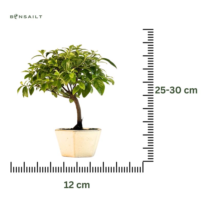 Azalija rožiniais žiedais (Rhododendron) bonsai P12