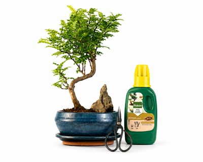 Kininis pipirmedis komplektas (Xanthoxylum piperitum) bonsai P15 S ant uolos