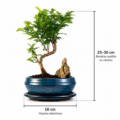 Kininis pipirmedis komplektas (Xanthoxylum piperitum) bonsai P15 S ant uolos