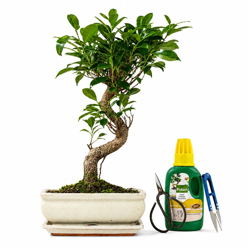 Ficus Bonsai P20 Pilnas medelio komplektas