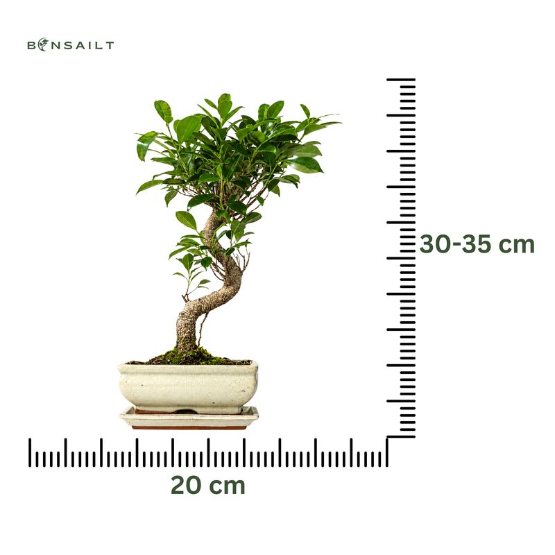 Ficus Bonsai S formos P20 medelis