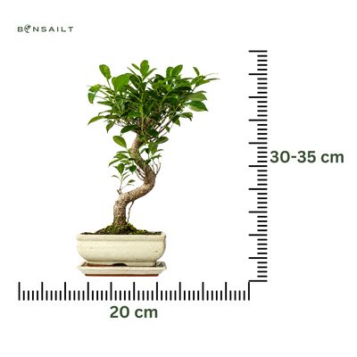 Ficus Bonsai S formos P20 medelis