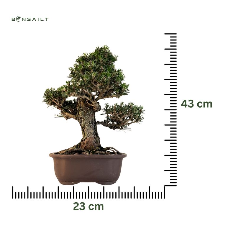 Japoniška juodoji pušis (Pinus Tumbergi) ,,Kotobuki" P23 JP01