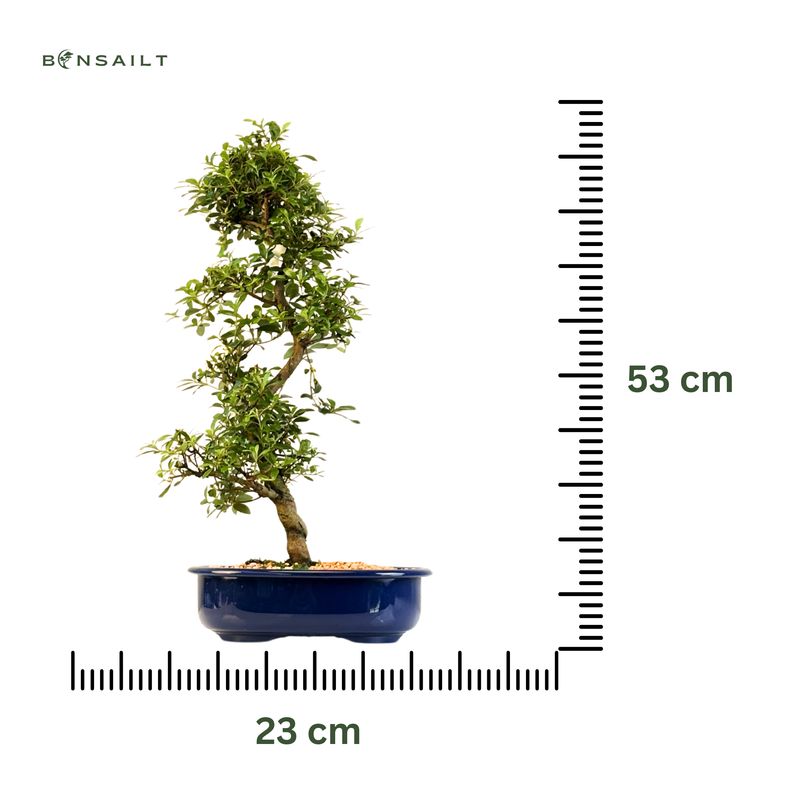 Žydintis Satsuki azalijos bonsai iš Japonijos P23 ,,Asahi-no-Izumi''