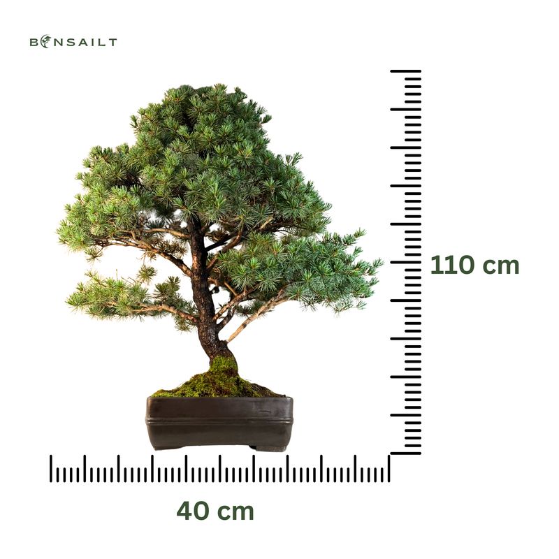 Japoniška baltoji pušis P40