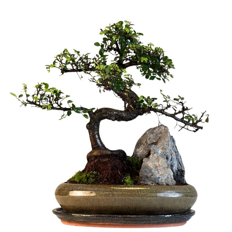 Chinese Elm - Kiniška guoba Bonsai S formos P22 ant uolos