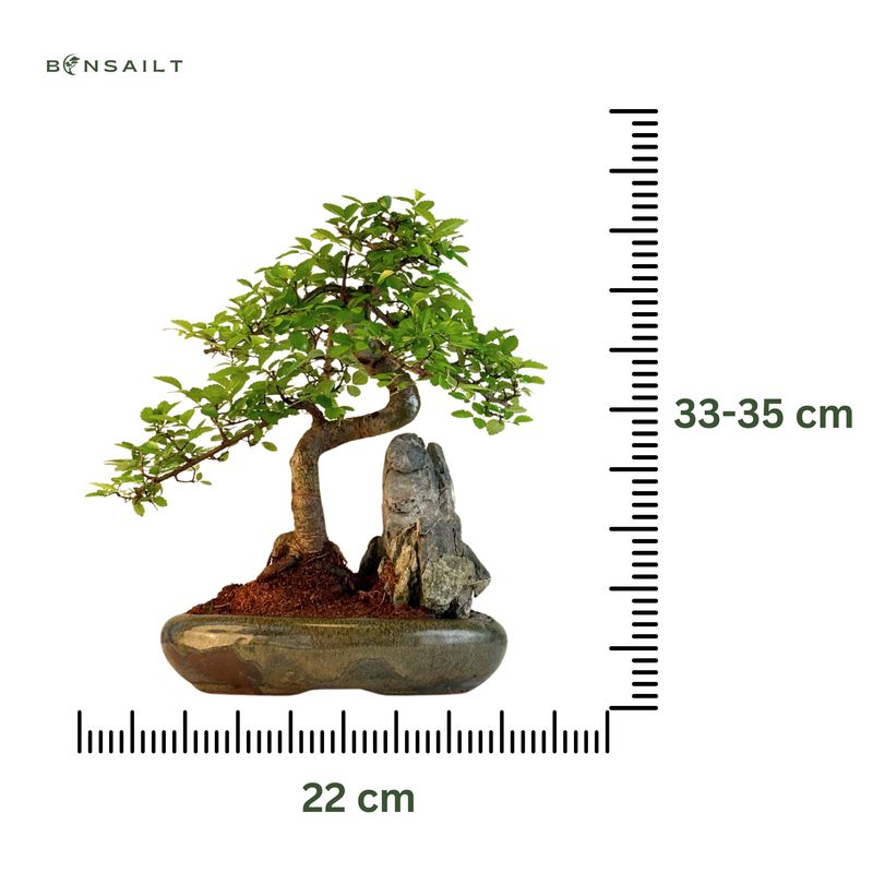 Chinese Elm - Kiniška guoba Bonsai S formos P22 ant uolos