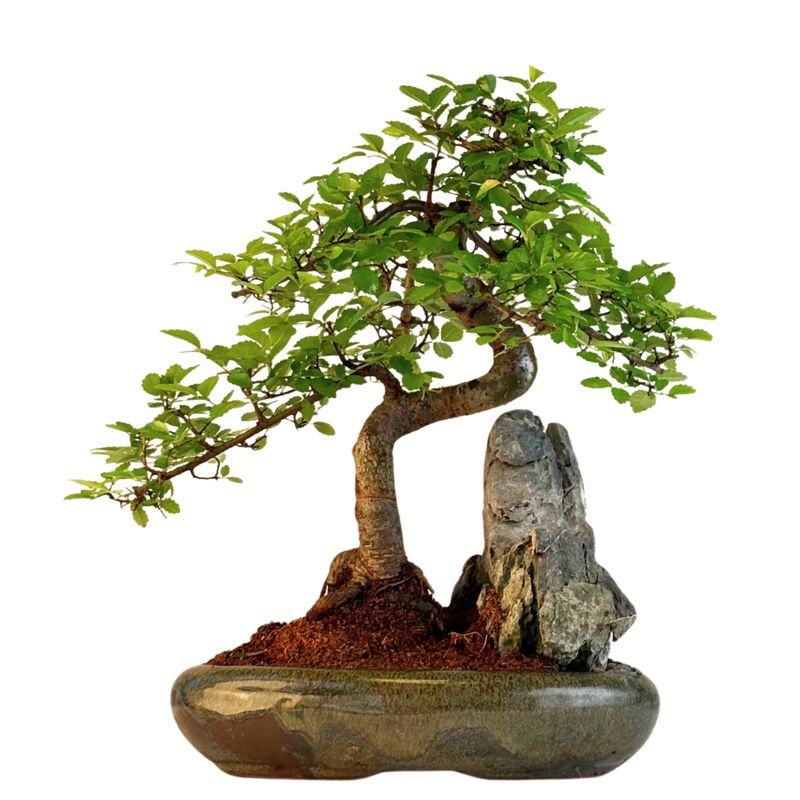 Chinese Elm - Kiniška guoba Bonsai S formos P22 ant uolos