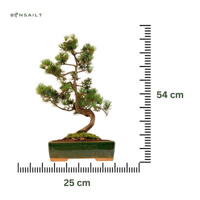 Japoniška baltoji pušis P25