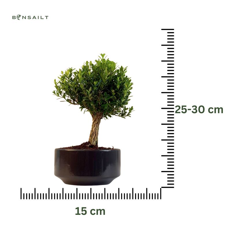 Buxus P15 tiesus bonsai medis